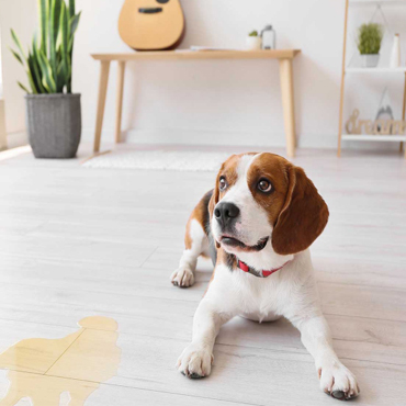 Sredstva za čišćenje i zaštitu podova Sredstva za čišćenje i zaštitu podova